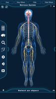 Nervous System Anatomy Pro. Affiche