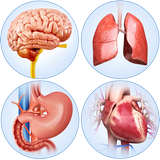 Organs Anatomy Pro. ícone