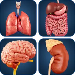 My Organs Anatomy APK download