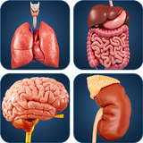 My Organs Anatomy أيقونة