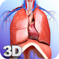 Respiratory System Anatomy Pro