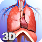 Respiratory System Anatomy Pro icône