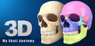My Skull Anatomy