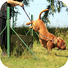 Dog Training Video biểu tượng