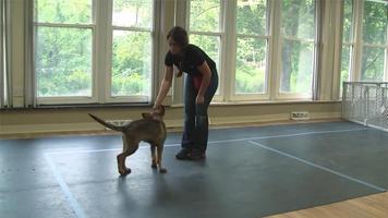 Dog Training Video bài đăng