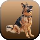 Lovely Dog Wallpapers & Images 2020 APK