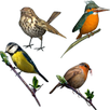 APK Bird Lovers