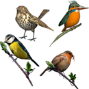 Bird Lovers APK