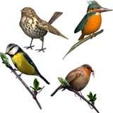 Bird Lovers icône