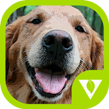 Dogs Puzzles icon