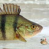 Зимняя рыбалка icône