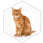 ikon Содержание кошек дома