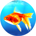 Goldfish Live Wallpaper biểu tượng