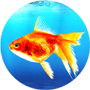 Goldfish Live Wallpaper aplikacja