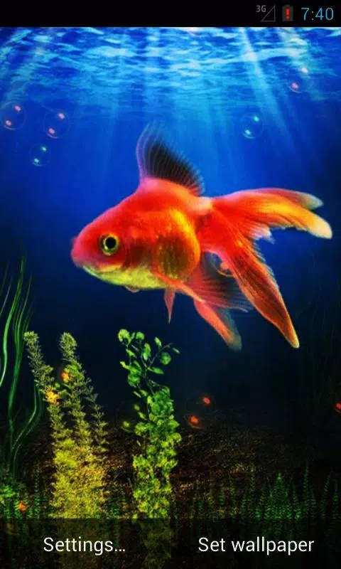 gold fish animated wallpaper