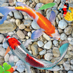 Live Fish Wallpapers HD - 3D Real Water Theme