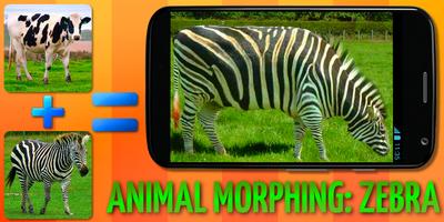 Morph animaux: Zebra Hybrid Affiche