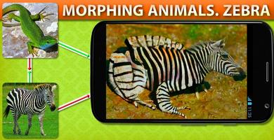 Morphing Animal Zebra پوسٹر