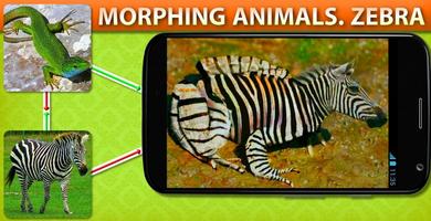 Morphing Hewan Zebra poster