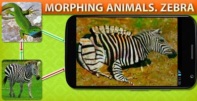 Morphing Zwierząt Zebra plakat