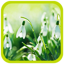 Tender Snowdrops and Sun APK