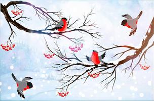 Winter Bullfinch HD LWP screenshot 3