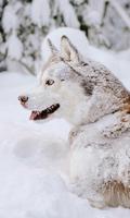 Wolf Husky Winter LWP स्क्रीनशॉट 1