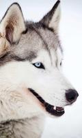 Wolf Husky Winter LWP स्क्रीनशॉट 2