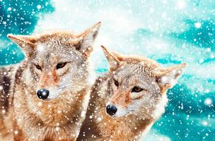 Wolf Husky Winter LWP स्क्रीनशॉट 3