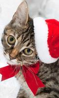 Christmas Cat live wallpaper الملصق
