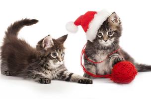 برنامه‌نما Christmas Cat live wallpaper عکس از صفحه