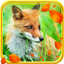 Fox Autumn live wallpaper APK