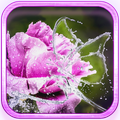 Rainy Flowers 2016