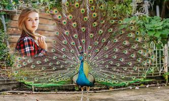 Peacock Photo Frames تصوير الشاشة 1