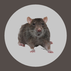 Le rat icône