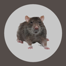 Le rat APK