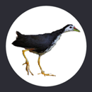 Nid d'oiseau APK