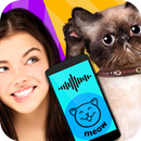 Cat Translate Phrase Simulator APK