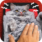 Rub a cat. Game-icoon