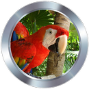 APK Animal Sounds Ringtones