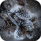 Cones in Snow LWP icon