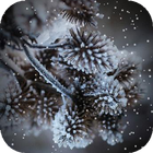 Cones in Snow LWP icône