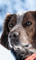 Animal World Dogs Wallpapers Affiche