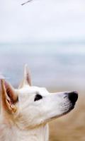 Animal World Dogs Wallpapers ภาพหน้าจอ 2