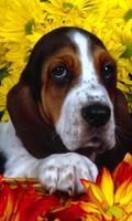 Cute Puppies Dogs Wallpapers screenshot 2