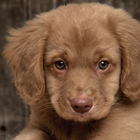 Mistura do cão Tema temas ícone