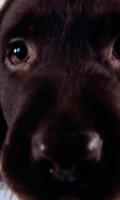 مزيج الكلب موضوع خلفيات وثيمات تصوير الشاشة 1