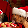 Dog Full HD Wallpapers