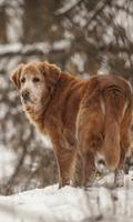 おかしい犬の壁紙とテーマ スクリーンショット 1