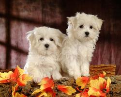 Animaux Chiens HD Fonds d'écra capture d'écran 3